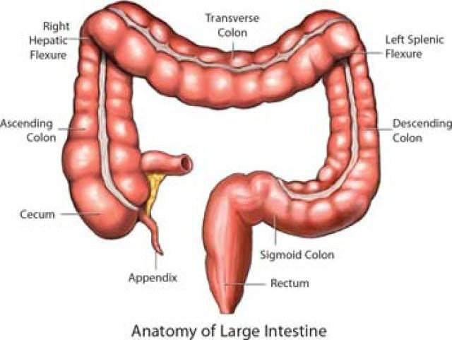 colon e medicina cinese